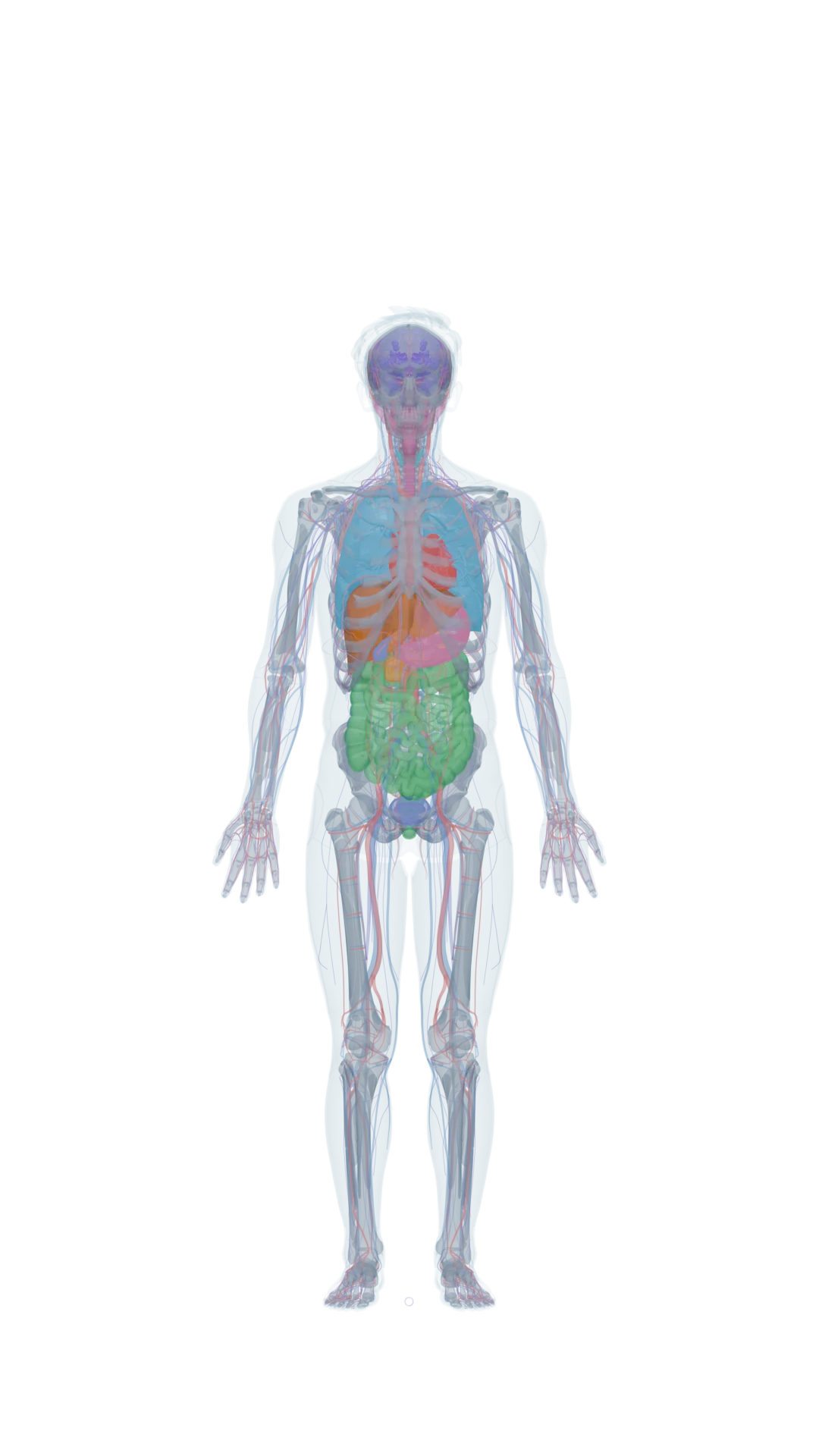 IGF-1 LR3 in the Body