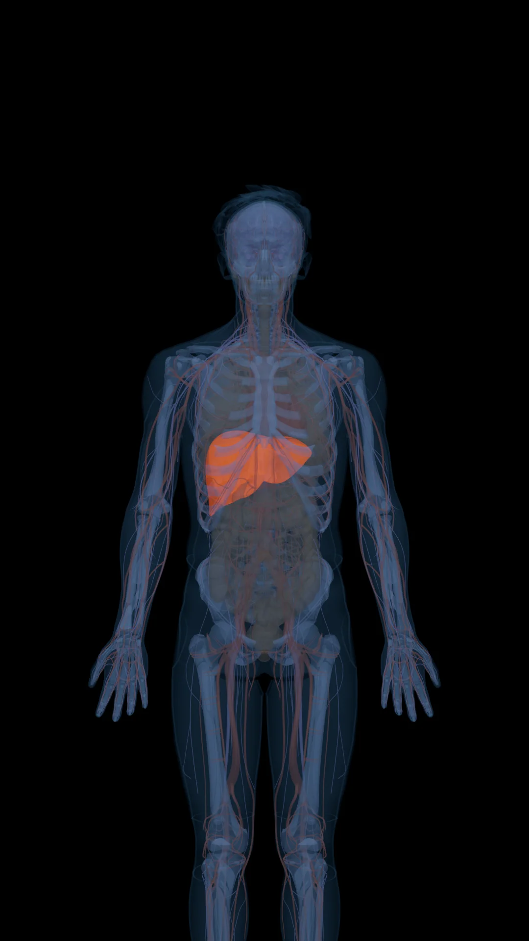 Glutathione in the Body