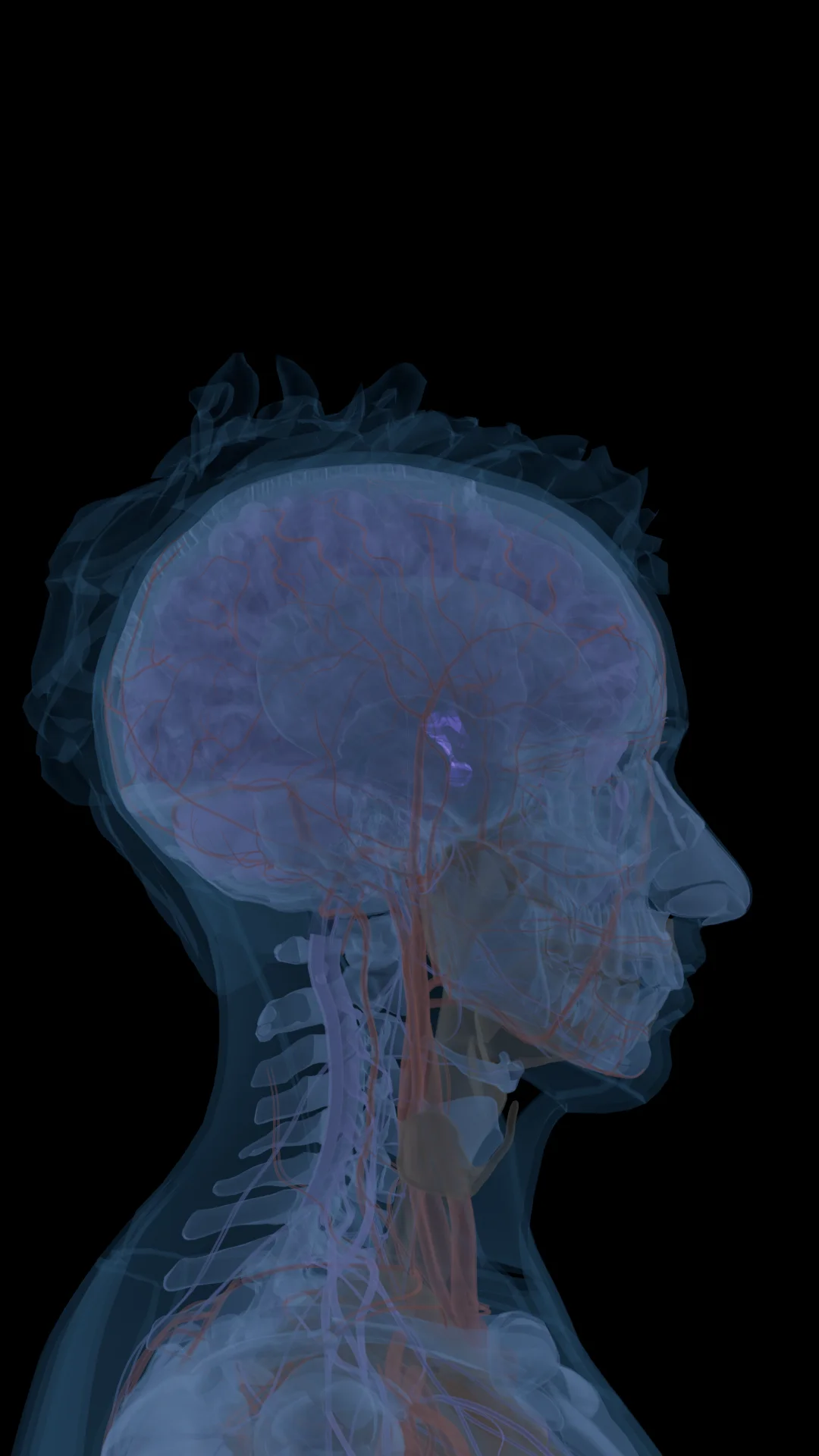 Melanotan-1 in the Body