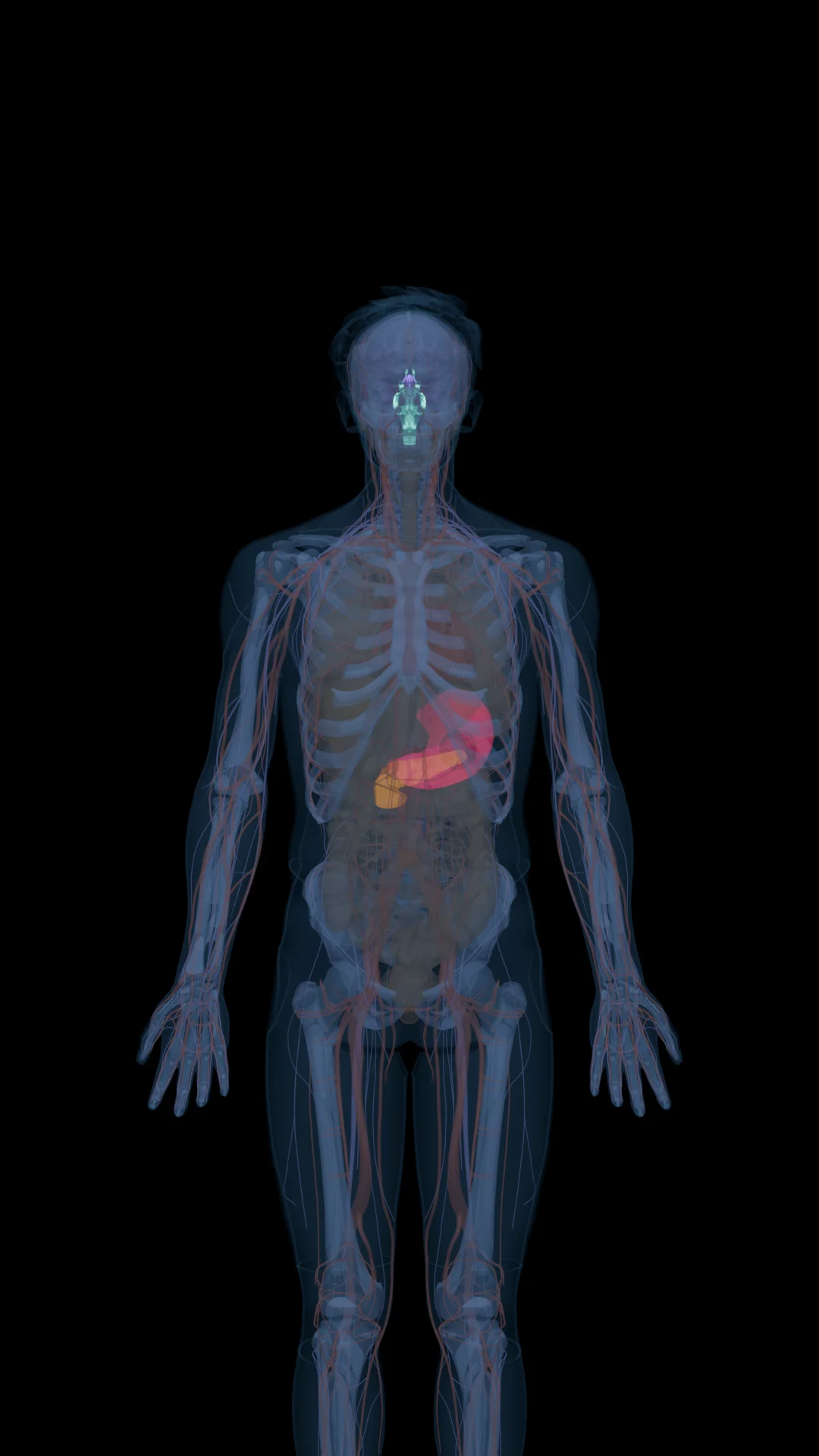 Retatrutide in the Body
